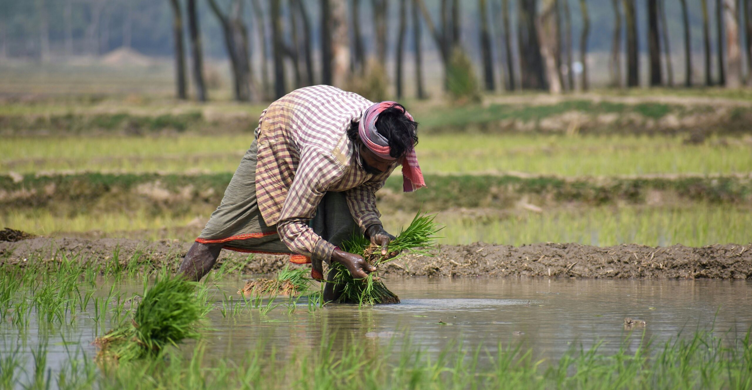 From Soil to Satake: How Kalbhairav Foods Partners with Local Farmers for the Ultimate Indrayani Rice